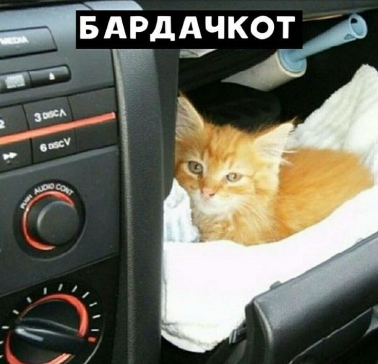 нтддчкот ч