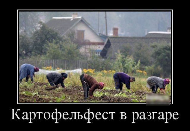 ж зх ув 5 Картофельфест в разгаре