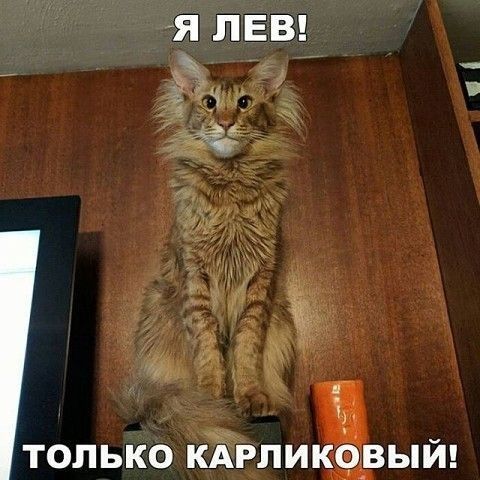З толЬКо КАРЛИКОВЫЙ