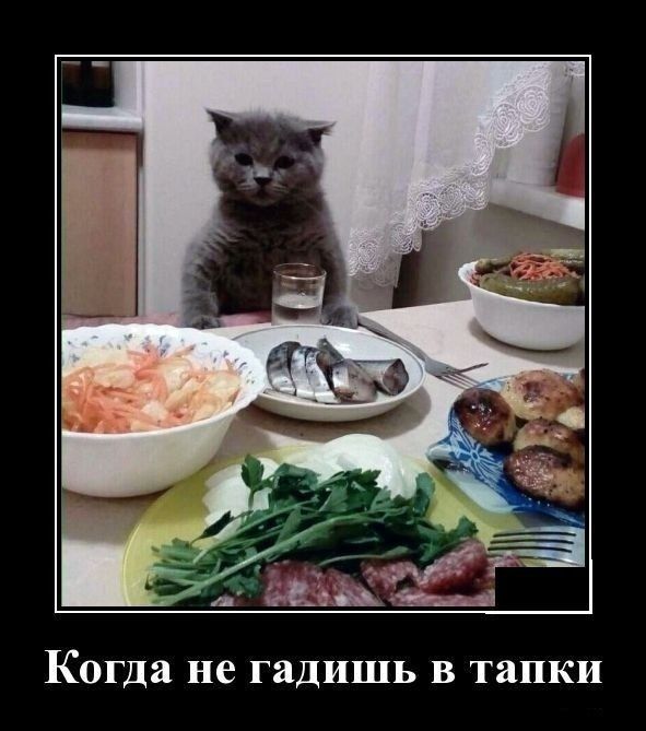 Когда не гадишь В тапки