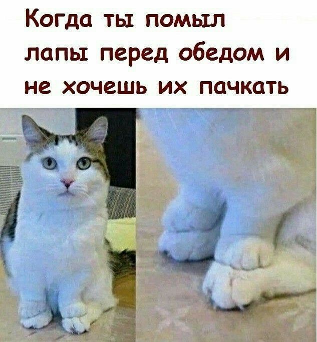 Когда ты помыл лапы перед обедом и не хочешь их пачкать