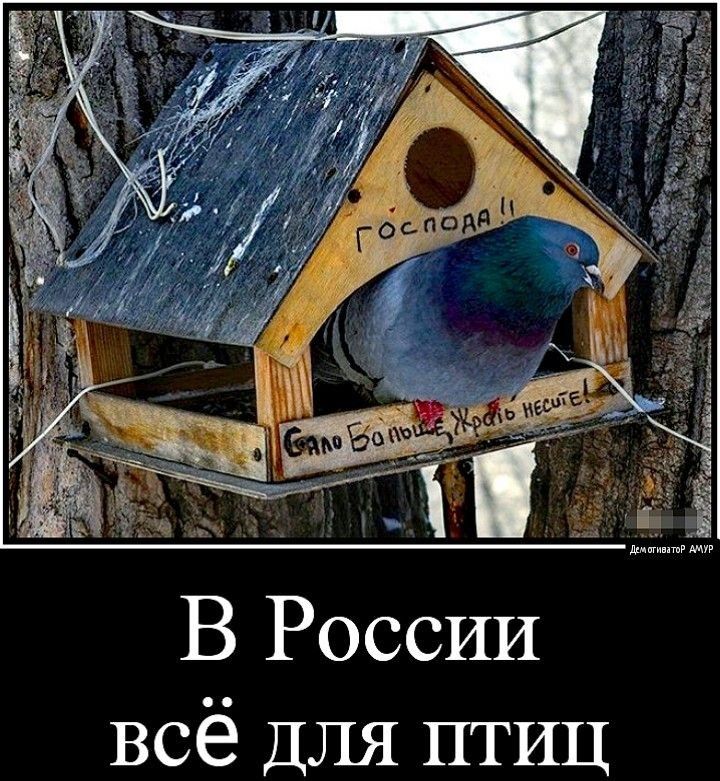 В России всё ДЛЯ птиц