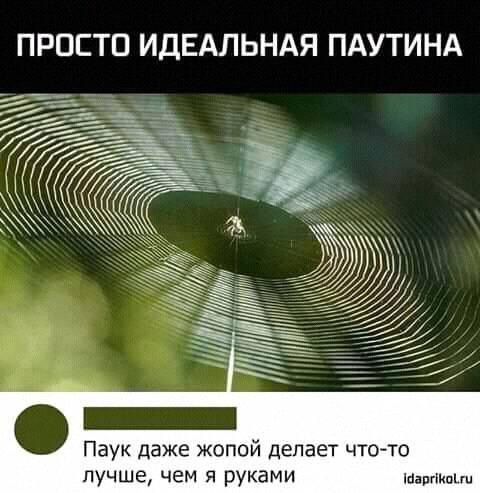 ПРПЕТП ИДЕАЛЬНАЯ ПАУТИНА Паук даже жопой делает ЧТОто лучше чем руками манны