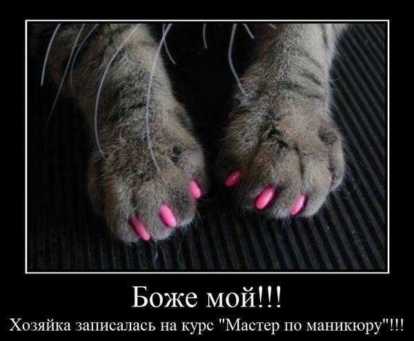 Боже мой Хозяйка записалась на курс Мицар пе Манта кору