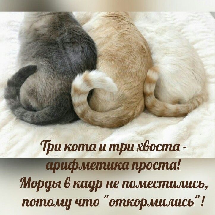 ііпшшпшитрихаослш Мирры дщр не пдмшпшшсь потаму что откормшь