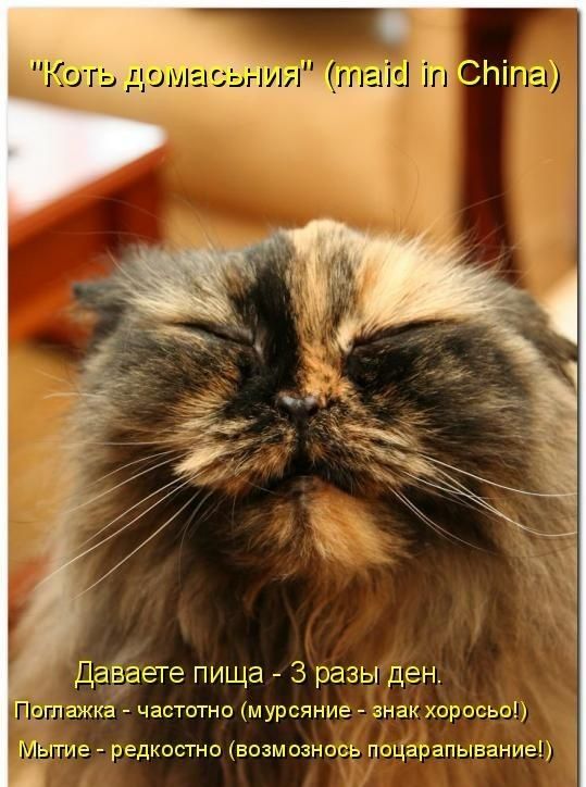 Давіаете пища 3 разы ден Прдлажка частотно м урсяние _ знак оросьаы Мытие редкостно возмознось поцарапывапие