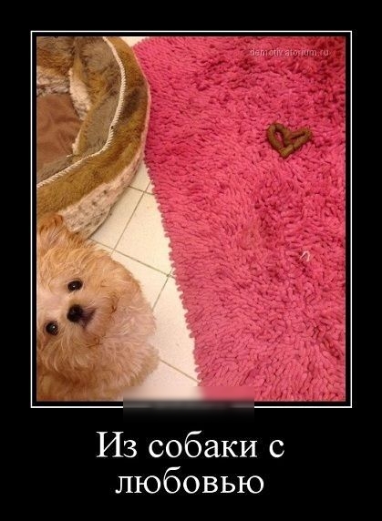 и Из собаки с любовью