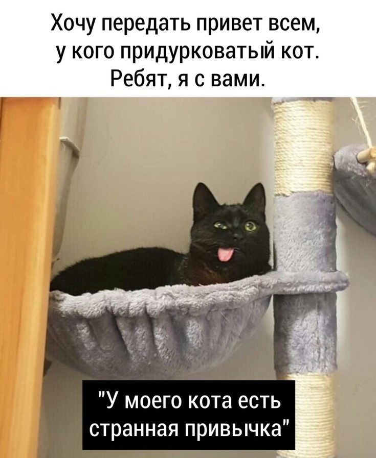 Хочу передать привет всем у кого придурковатый кот Ребят я с вами __ У моего кота есть странная привычка