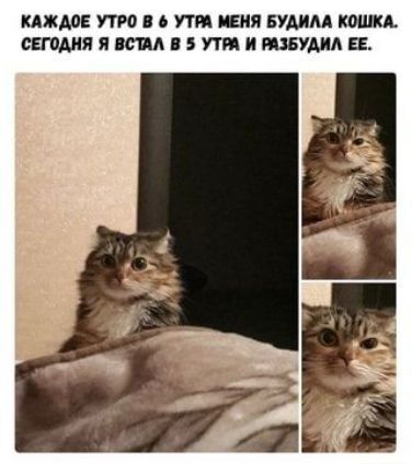 КАЖДОЕ УТРО в УТМ МЯ БУМАА К0ШКА СЕГОДНЯ Я тд 5 УТП И НЗБУМА ЕЕ