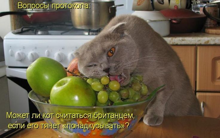 Бопдюсы п