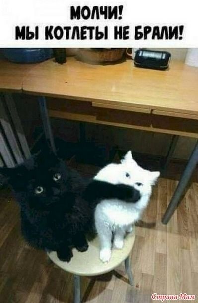 МОАЧИ МЫ КОТЛЕТЫ НЕ БРМИ