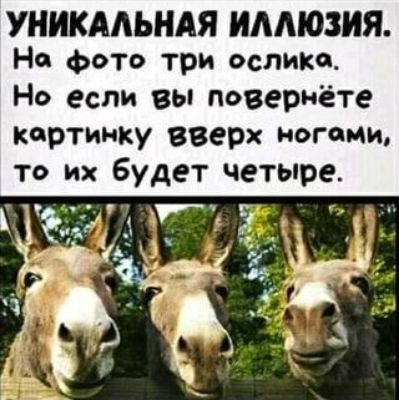 УНИКАЛЬНАЯ ИАМОЗИЯ На фото три ослика Но если вы повернёте Картинку вверх ногами то их будет четыре