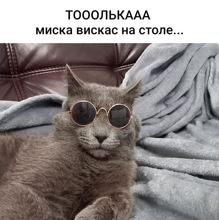 ТОООЛЬКААА миска вискас на столе