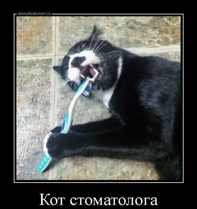 Кот стоматолога