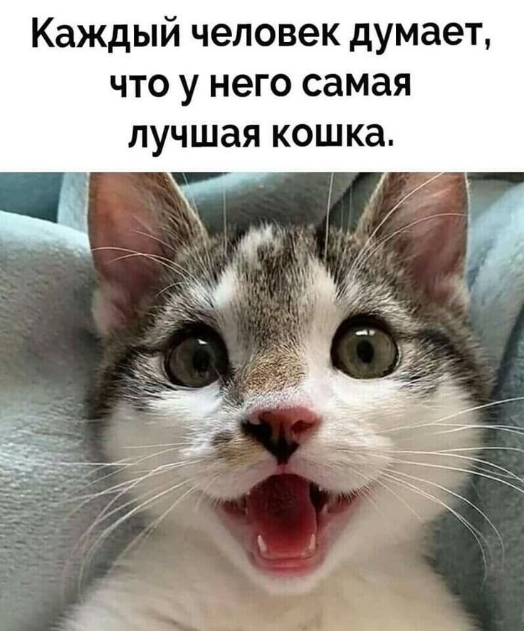 Каждый человек думает что у него самая лучшая кошка