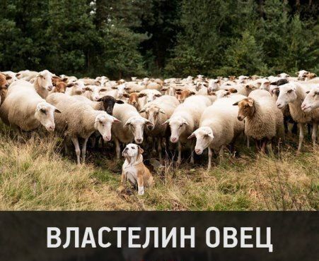 ВЛАСТЕЛИН ОВЕЦ