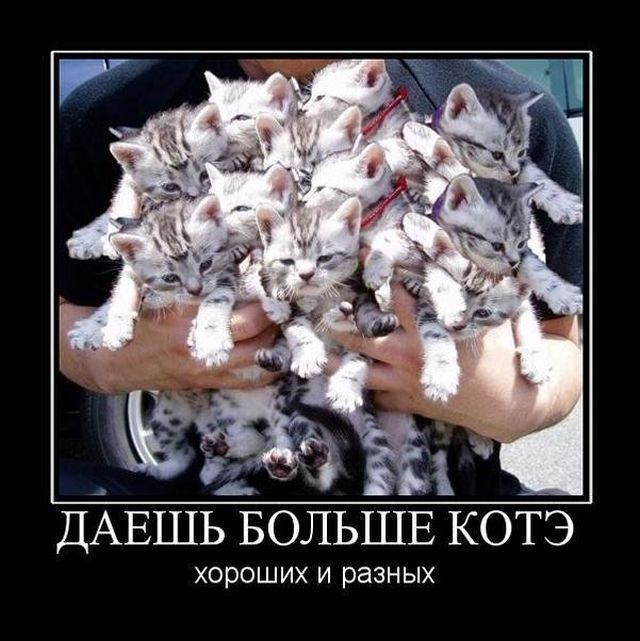 ДАЕШЬ БОЛЬШЕ КОТЭ хороших И разных