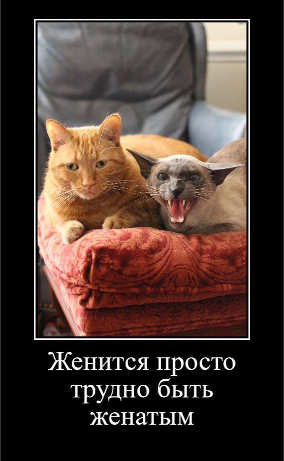 Женится просто трудно быть женатым