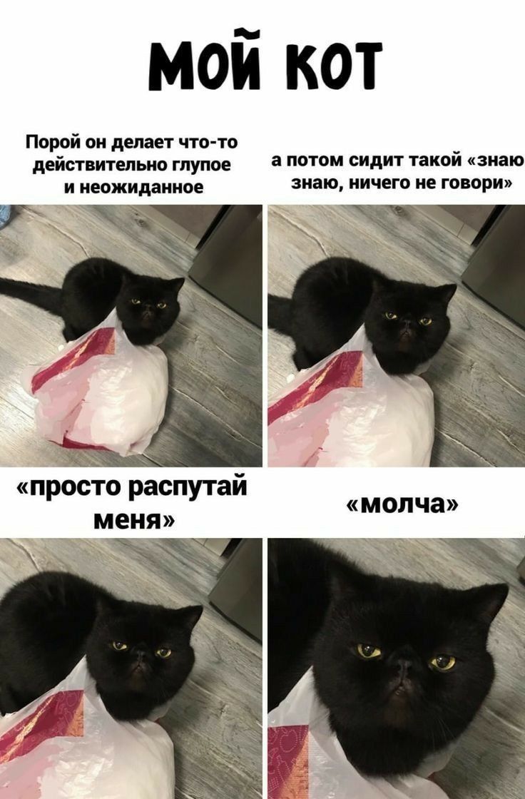 мой кот Порой ои делам ч1ою _ деды ви а потом сидит такои ипю и знаю иичегв ие ю при просто распутай