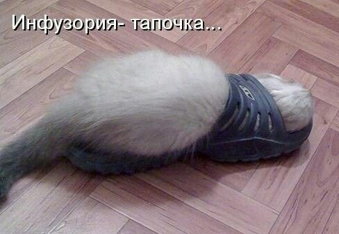 Инсругория таточк