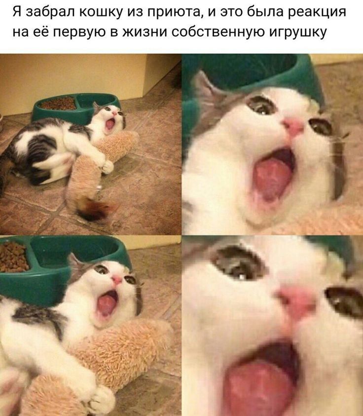 Я забрал кошку из приюта и это была реакция на её первую в жизни собственную игрушку