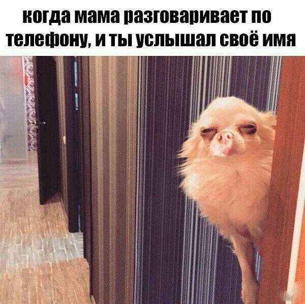 когда мама пазювапивант по ТВЛЕШШШ И ТЫ услышал своё имя