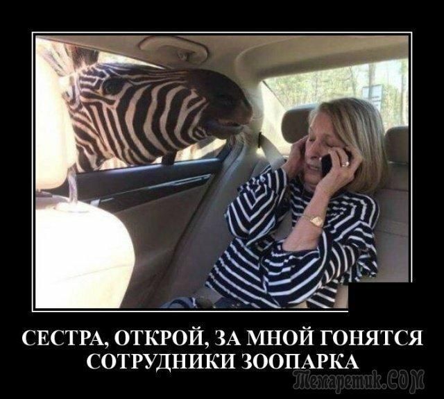 Е1РАО1КР0Й_ А мной гонятся сотрудники ЗООПАРКА