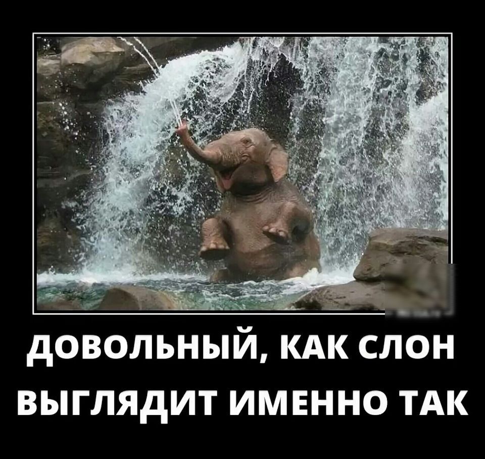 дОВОЛЬНЫЙ КАК СЛОН ВЫГЛЯдИТ ИМЕННО ТАК