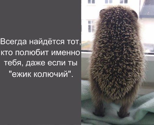 Всегда найдётся тот кто полюбит именно тебя даже если ты ежик колючий