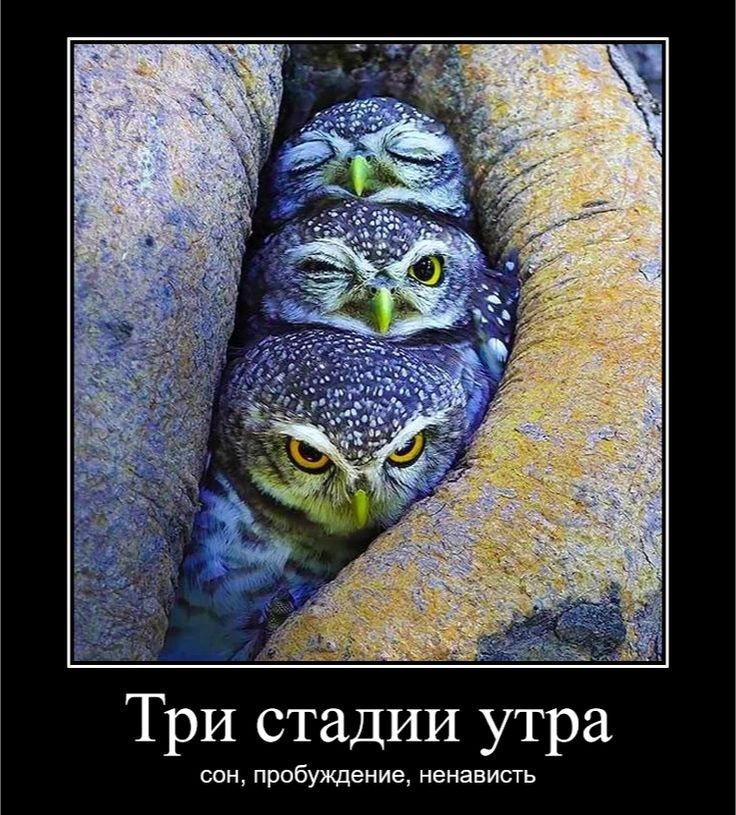 Три стадии утра пробуждение ненависгь
