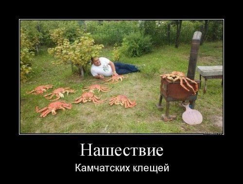 Нашествие Камчатских клещей