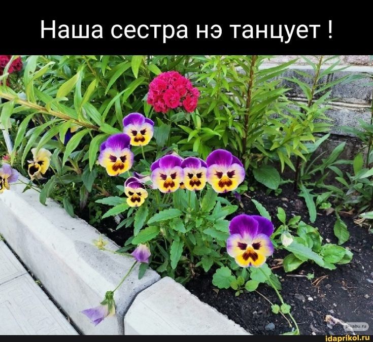 Наша сестра нэ танцует г У
