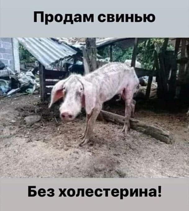 Продам свинью _ 343631 Без холестерина