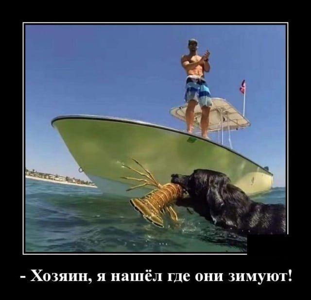 Хозяин я нашёл где они зимуют