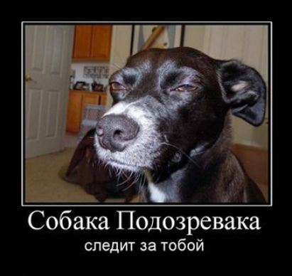 Собака Подозревака следит за тобой