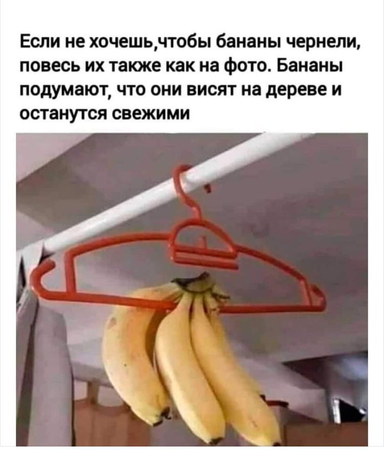 ЕСЛИ не ХОЧЕШЬЧТ06Ы бананы чернели ПОВЕСЬ ИХ также как на фОТО Бананы ПОДУМЗЮТ ЧТО ОНИ ВИСЯТ на дереве И ОСТЗНУТСЯ свежими
