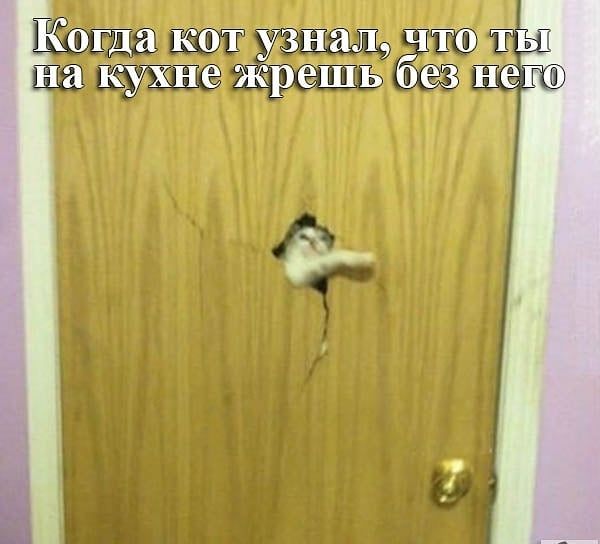 Когда кот узнил ч а кухне жрешь бе нё