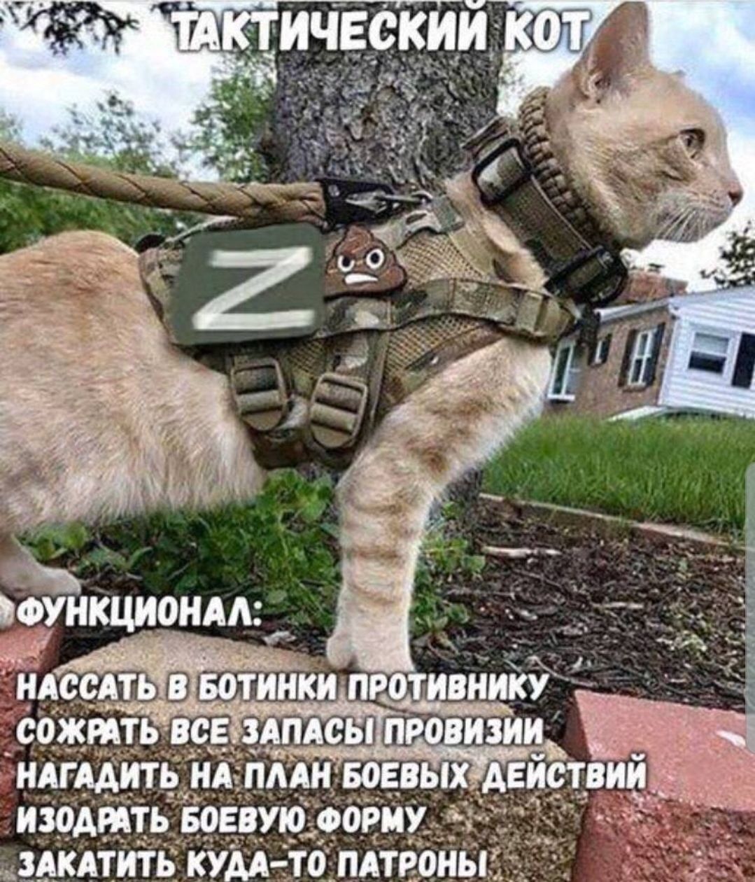 изоАРАть воввую Форму _зАкАтить кумто пАтеоны
