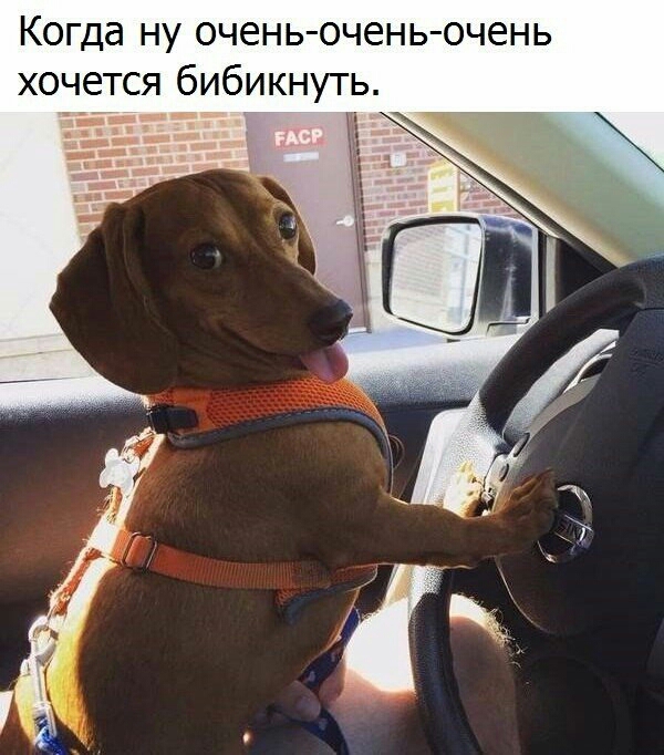 Когда ну очень очень очень хочется бибикнуть _