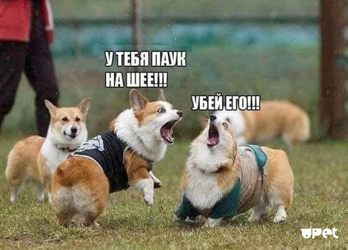 ду ТЕБЯ ищи