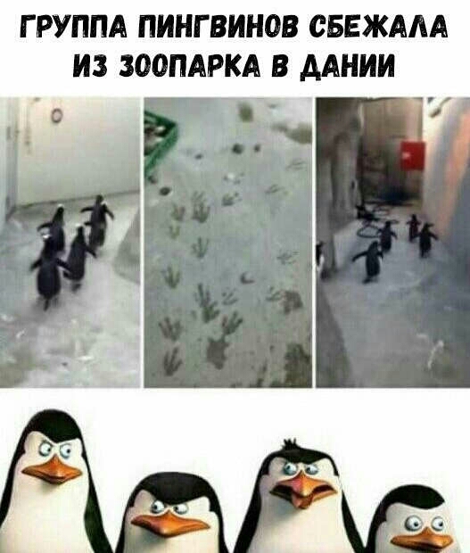 ГРУППА ПИНГВИНОВ СВЕЖААА ИЗ ЗООПАРКА В ААНИИ