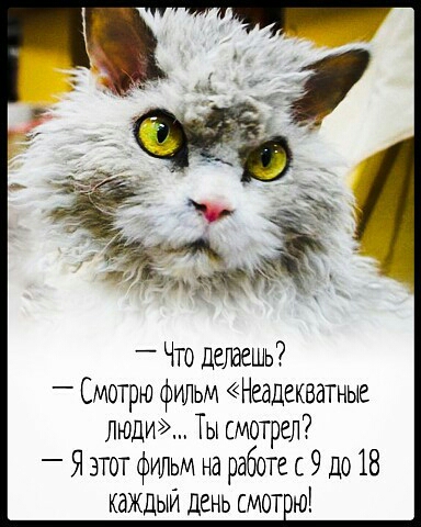 Что делаешь Смотрю фильм Неадекватные люди Ты смотрел _ Я этот фильм на работе с 9 до 18 каждый день смет ю