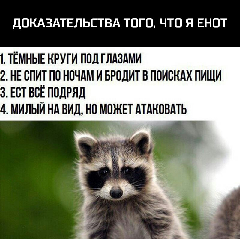 ДОКАЗАТЕЛЬЕТВА ТОГО ЧТО Я ЕНОТ ТЁМНЫЕ КРУГИ ПОД ГЛАЗАМИ 2 НЕ СПИТ ПО НПЧАМ И БРПДИТ В ПОИСКАХ ПИЩИ 3 ЕСТ ВСЁ ПОДРЯД МИЛЫЙ НА ВИД НО МОЖЕТ АТАКОВАТЬ