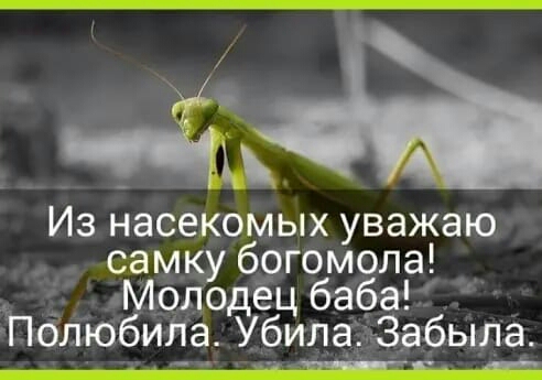 54 ы 4 Из насекомых уважаю самку богомола _ _ аМолодёц баба Пелюбипа Убилаъзабьпла _