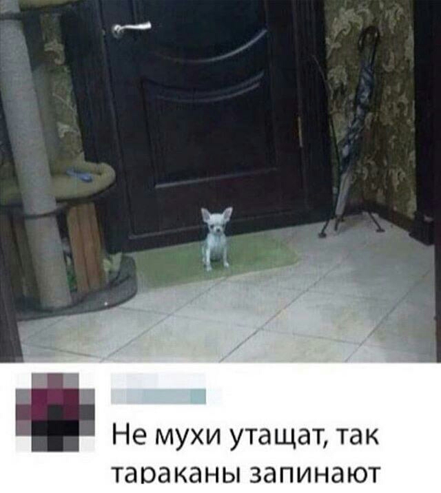 Не мухи утащат так тараканы ЗдПИНЭЮТ