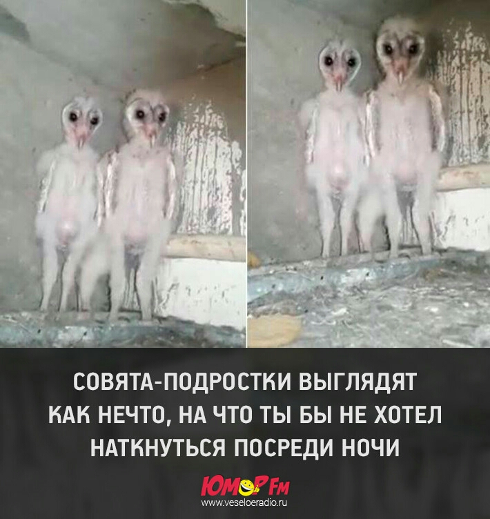 СОВЯТАПОДРОСТКИ ВЫГЛЯДЯТ КАК НЕЧТО НА ЧТО ТЫ БЫ НЕ ХОТЕЛ НАТКНУТЬСЯ ПОСРЕДИ НОЧИ мишуезеЮзшто ш
