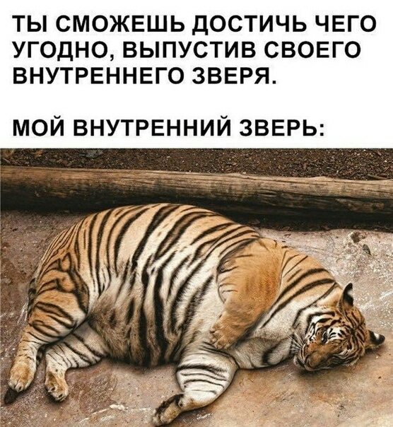 ТЫ СМОЖЕШЬ ДОСТИЧЬ ЧЕГО УГОДНО ВЫПУСТИВ СВОЕГО ВНУТРЕННЕГО ЗВЕРЯ мой внутрвнний звврь