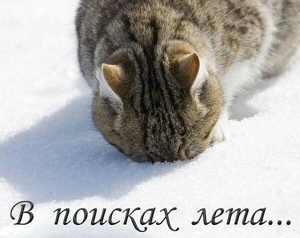 поисках лета