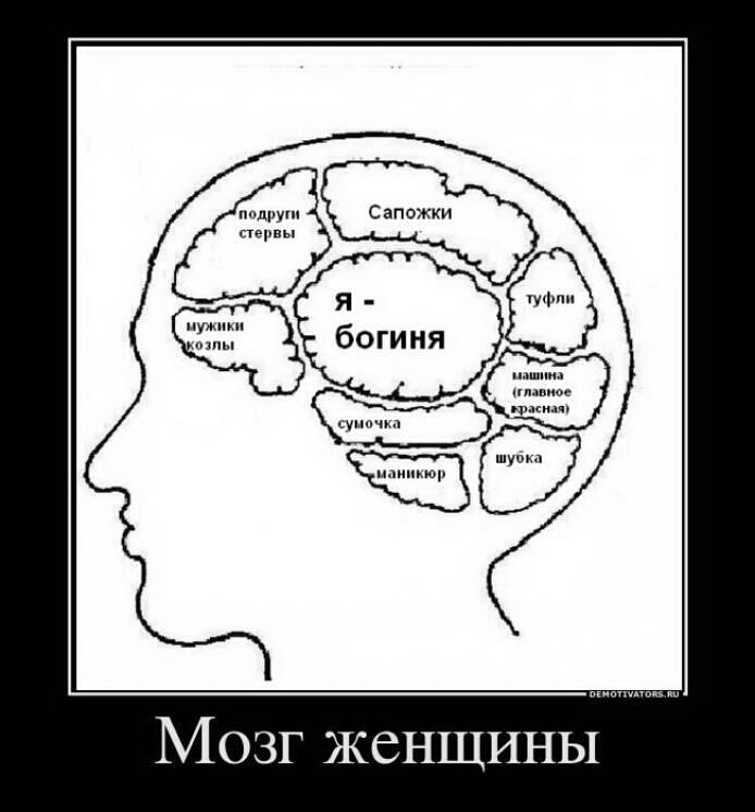 Мозг женщины