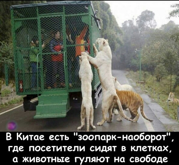 В Китае есть зоопарк наоборот где посетители сидят в клетках животные гуляют на свободе